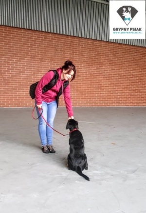 szkolenie psów Katowice Bosman