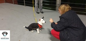 Kurs- podstawowe posłuszeństwo- pies rodzinny- szkolenie psów Opole