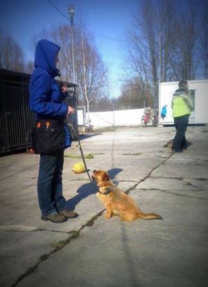 Kurs- podstawowe posłuszeństwo- pies rodzinny- szkolenie psów Opole