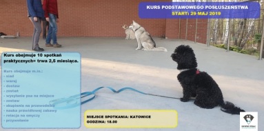 podstawowe posłuszeństwo psa Katowice