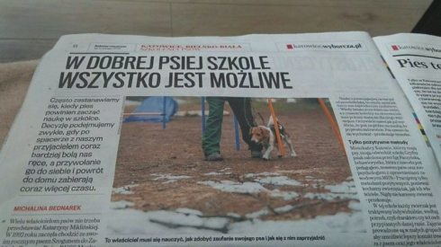 Szkolenie Ps&oacute;w Katowice Gryfny Psiak
